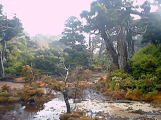 花の江河