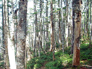 樹林帯