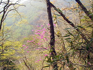 山ツツジの花
