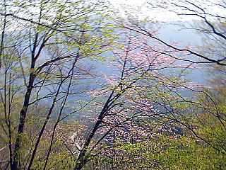 山桜の花