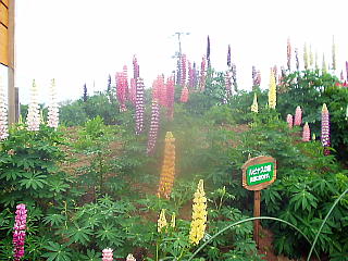 ルピナスの花