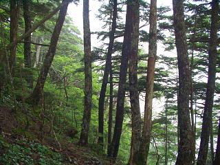 樹林帯