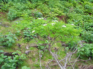 高山植物