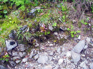 高山植物