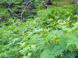 高山植物
