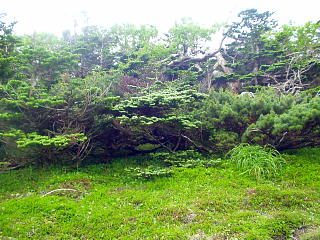 亀甲状土