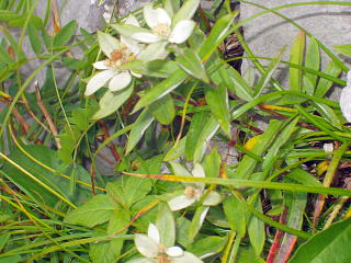 高山植物