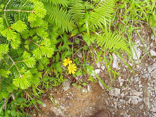 ウサギギクの花