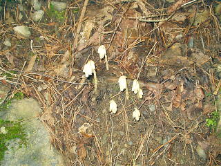 幽霊草でなく?