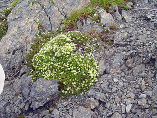 高山植物