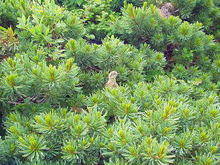 雷鳥の雛が鳴いていた