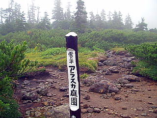 雲ノ平「アラスカ庭園」