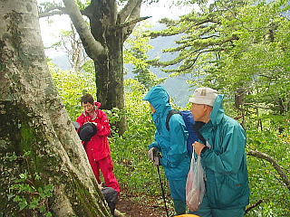 ブナ林(向うの赤い雨具のYさんは、来週の皇海山登山で百名山達成とのこと)