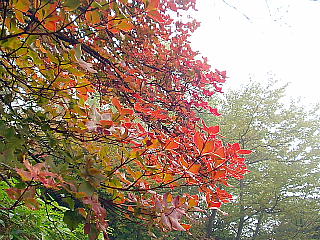 途中の紅葉