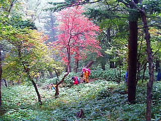 途中の紅葉