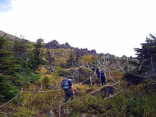 白骨樹木の尾根筋を歩く