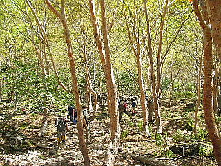 樹林帯