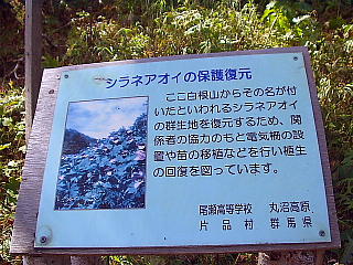 シラネアオイの群生地