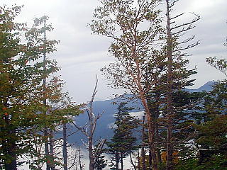 樹林帯と山々