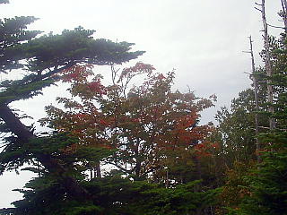 紅葉