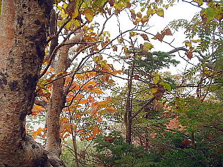 紅葉