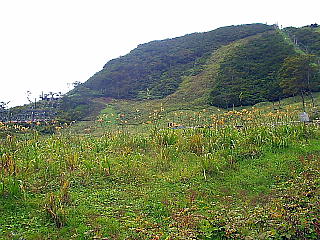 お花畑