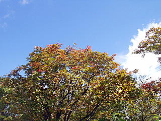 色づきつつある紅葉