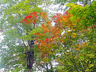 紅葉