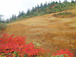 湿原と紅葉
