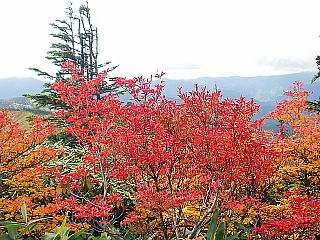 綺麗な紅葉