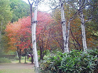 白樺と紅葉