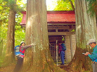 御鍋神社(500年ノサワラ)