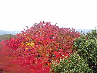 真っ赤な紅葉