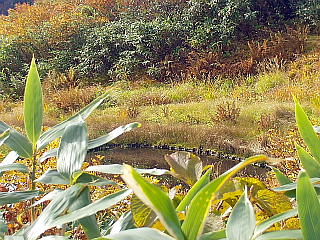 小さな百草の池