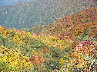 きれいな紅葉