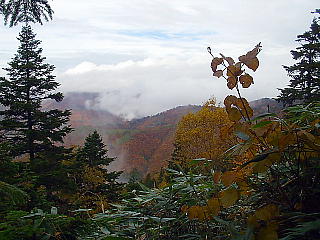 黄葉と山