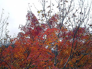 紅葉