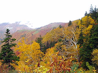 全山黄葉
