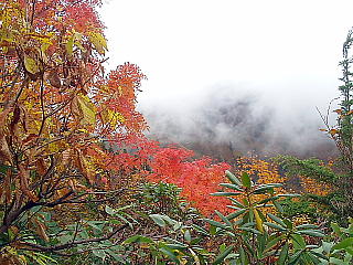 紅葉