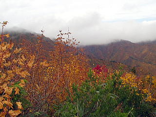 紅葉