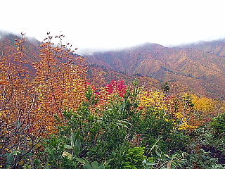 紅葉