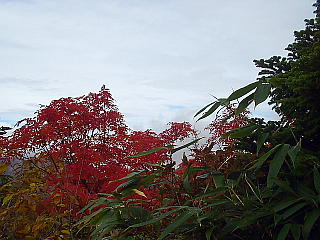 真っ赤な紅葉