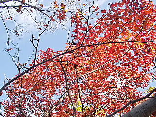 真っ赤な紅葉