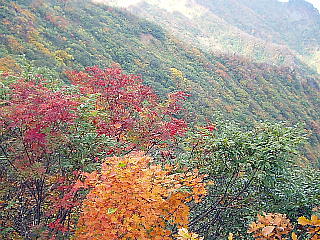 綺麗な紅葉