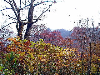 紅葉