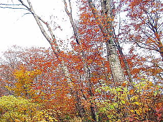 紅葉