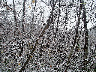 木々の枝に雪が付いている