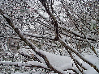 豪雪の為横に張っている枝に雪が積もっている