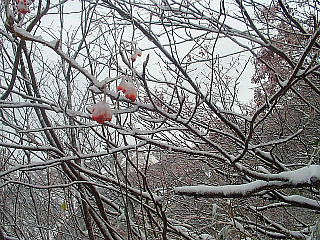 ナナカマドの赤い実にも雪が