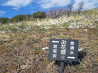 お花畑